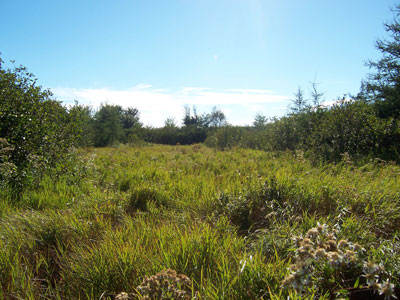 Photograph showing Tall Grass Meadow