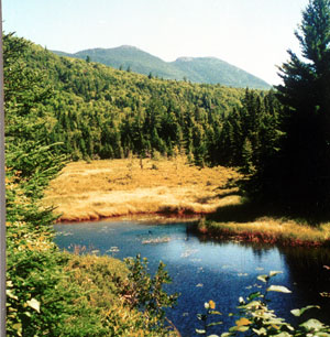 Picture showing Grassy Shrub Marsh community