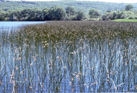 Photo: Bulrush Marsh