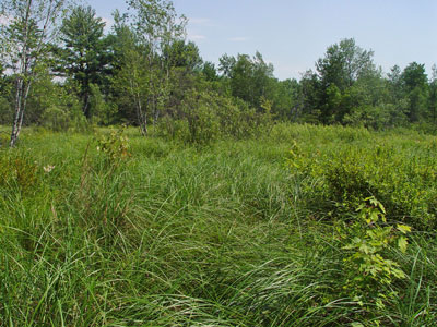 Picture showing Sedge Meadow community