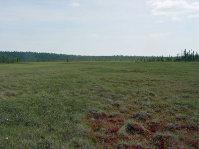 Picture showing Sedge - Heath Fen community