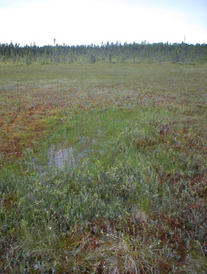 Picture showing Sedge - Heath Fen community