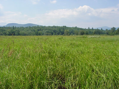 Picture showing Tall Sedge Fen community 