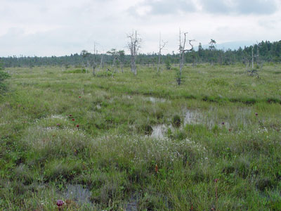 Picture showing Low Sedge Fen community