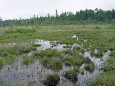 Picture showing Low Sedge Fen community