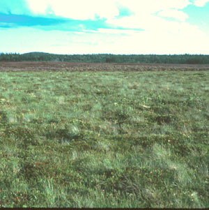 Picture of Coastal Sedge Bog Community