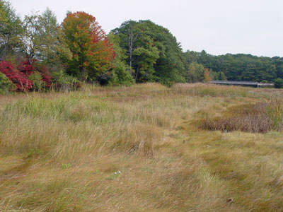 Picture of Brackish Tidal Marsh