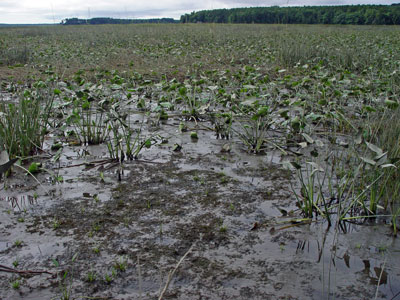 Picture showing Freshwater Tidal Marsh community