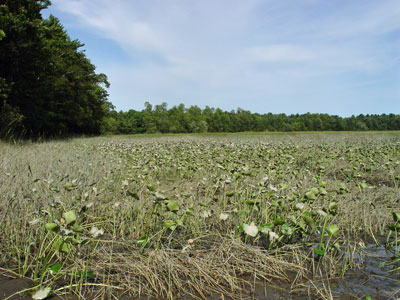 Picture showing Freshwater Tidal Marsh community