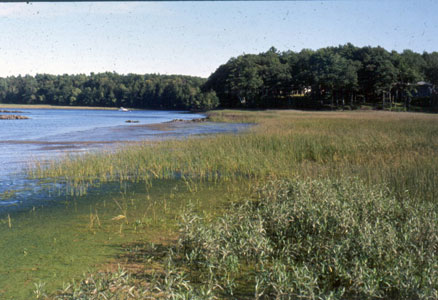 Picture showing Freshwater Tidal Marsh community