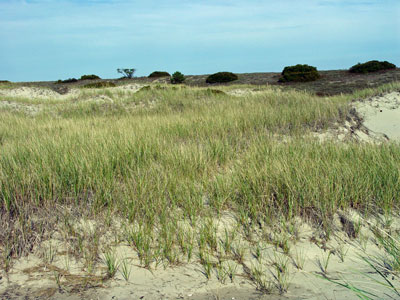 Picture showing Dune Grassland community