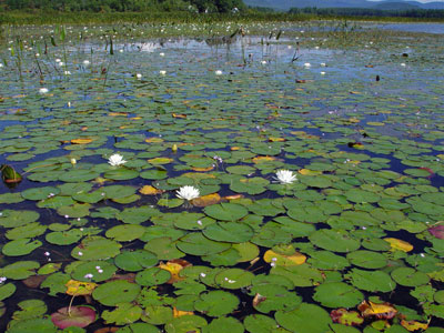 Picture showing Open-water Marsh with white water-lily in flower