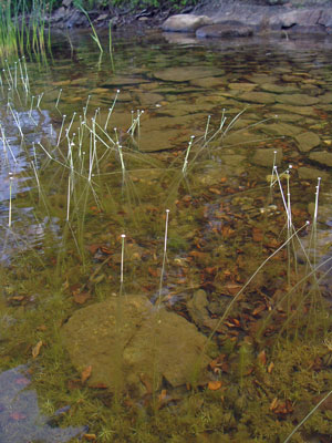 Picture showing Sandy Lake - Bottom community