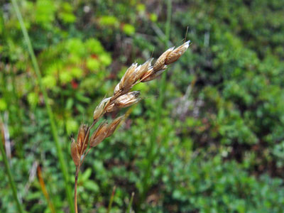 Alpine Sweetgrass Guide - New York Natural Heritage Program