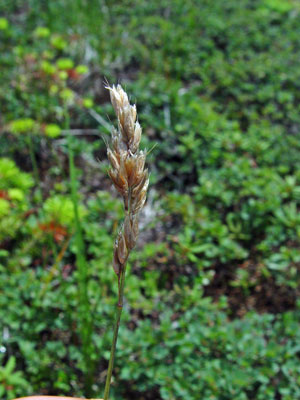 Photo: Hierochloe alpina