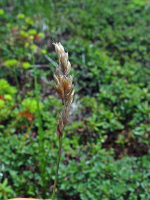 Alpine Sweetgrass Guide - New York Natural Heritage Program