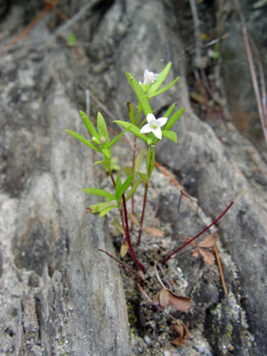 Photo: Houstonia longifolia