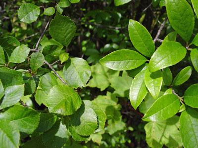 Photo: Ilex verticillata (left) and Ilex laevigata (right)