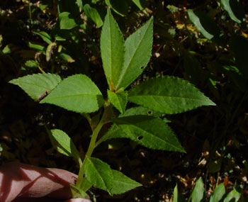 Ornamental jewelweed stem without flowers