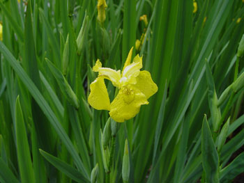 Yellow iris flower