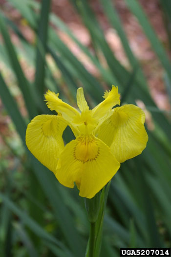 yellow iris flower
