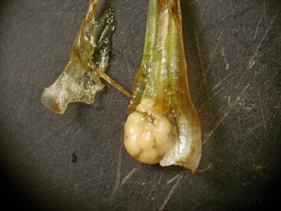 Photo: Isoetes acadiensis spores inside the widened leaf bases