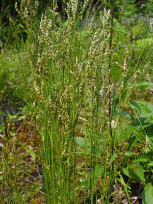 Photo: Juncus secundus