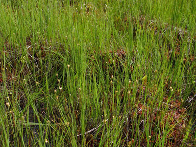 Photo: Juncus stygius