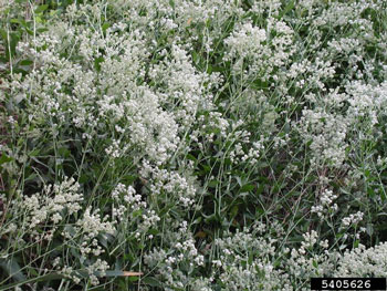 Perennial Pepperweed