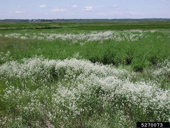 Perennial pepperweed infestation