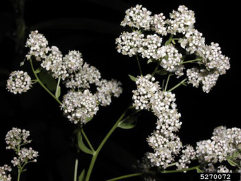 Perennial pepperweed flowers