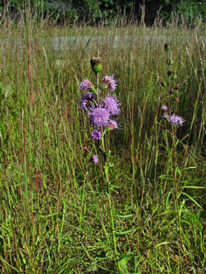 Photo: Northern Blazing Star