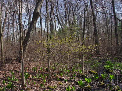 Photo: Lindera benzoin habitat