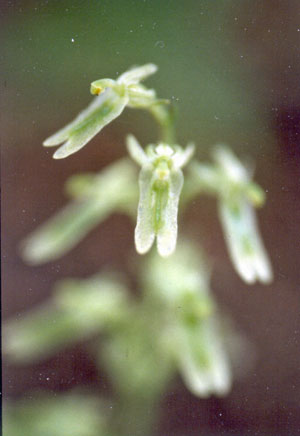 Photo: Listera auriculata