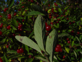 Lonicera Morrowii Showing The Leaf Underside