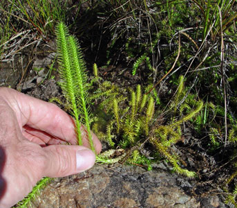 Photo: Lycopodiella alopecuroides