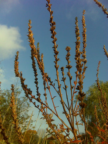 Purple Loosestrife dried inflorescence