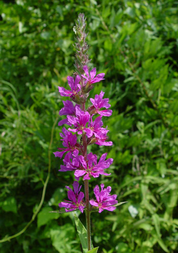 Purple Loosestrife flowers