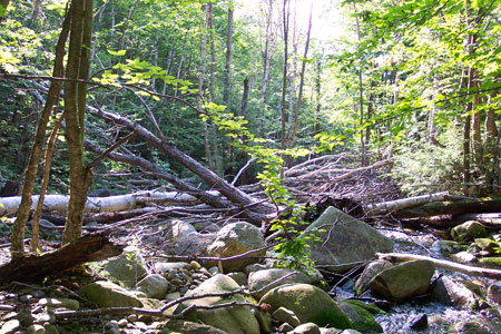 Photo: Trout Restoration project at Mahoosuc Unit