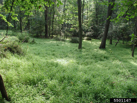 Japanese stiltgrass infestation