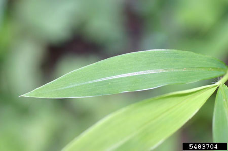 Leaf of Japanese stiltgrass showing reflective hairs along midrib