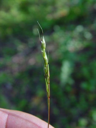 Flower spike of Japanese stiltgrass