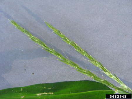 Flower spike of Japanese stiltgrass