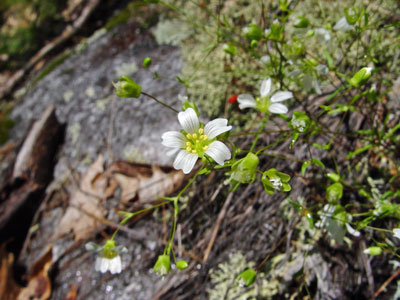 Photo: Smooth Sandwort