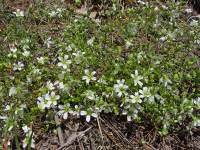 Photo: Smooth Sandwort