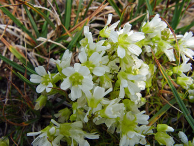 Photo: Minuartia groenlandica