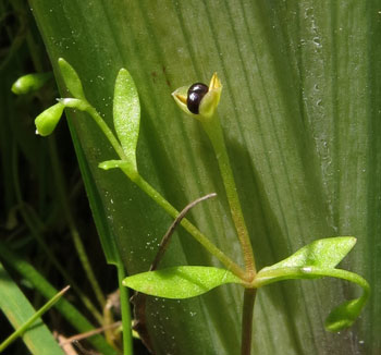 Photo by Marilee Lovit: Montia fontana