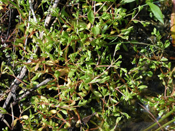 Photo by Marilee Lovit: Montia fontana tangled growth habit