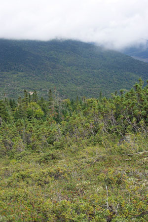 Photo: Labrador Tea Talus Dwarf-shrubland at Mt. Abraham