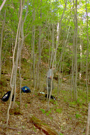 Photo: Ecologist working in a survey plot at Nahmakanta Ecoreserve